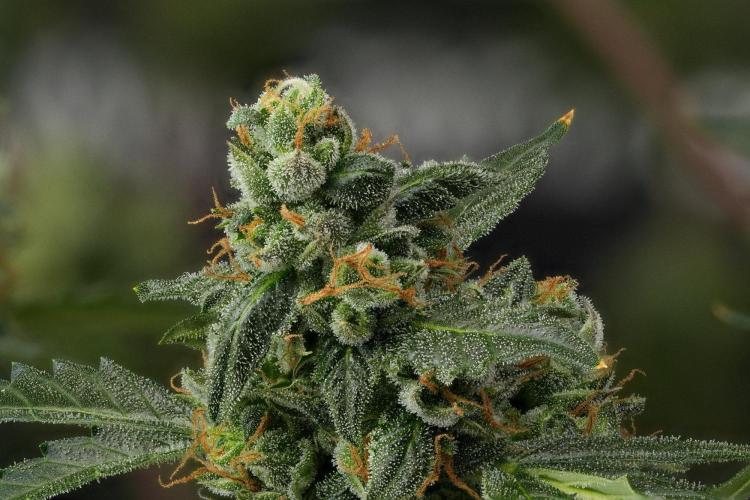 Purple CousKush Auto By Zamnesia Pheno A. Week 13 - 303 merged stacks