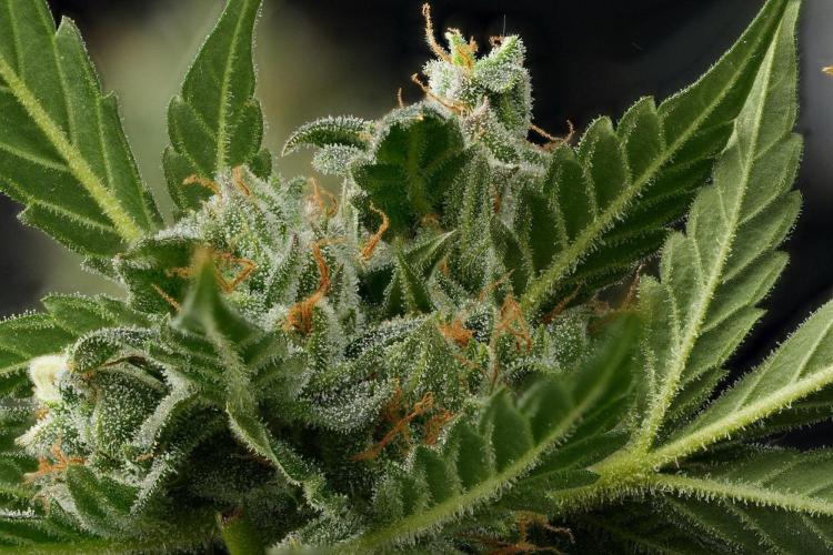 Purple CousKush Auto By Zamnesia Pheno A. Week 13 - 342 merged stacks