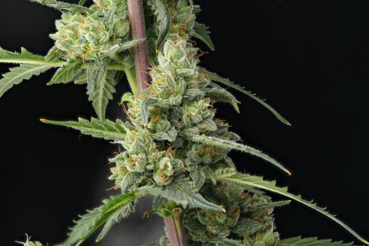 Purple CousKush Auto By Zamnesia Pheno A. Week 13 - 123 merged stacks