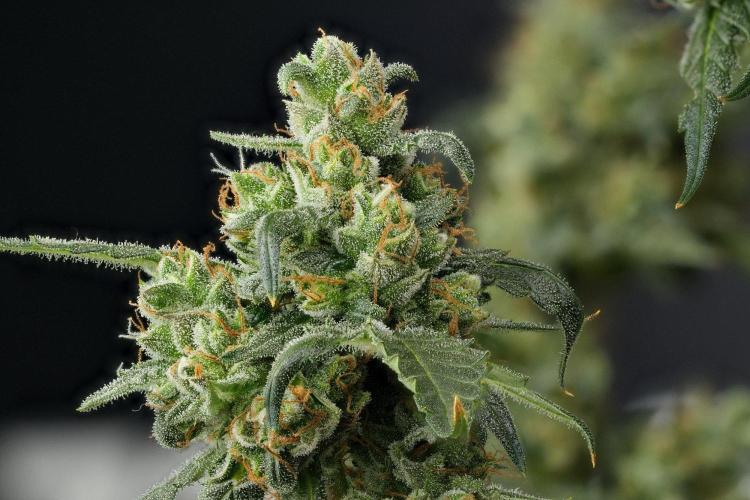 Purple CousKush Auto By Zamnesia Pheno A. Week 13 - 300 merged stacks