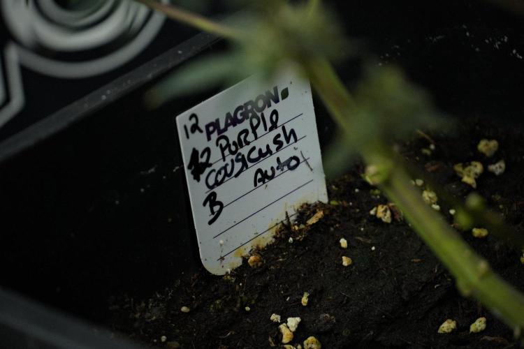 Pheno B Purple CousKush Auto By Zamnesia. Week 13 - Pheno B Purple CousKush Auto 