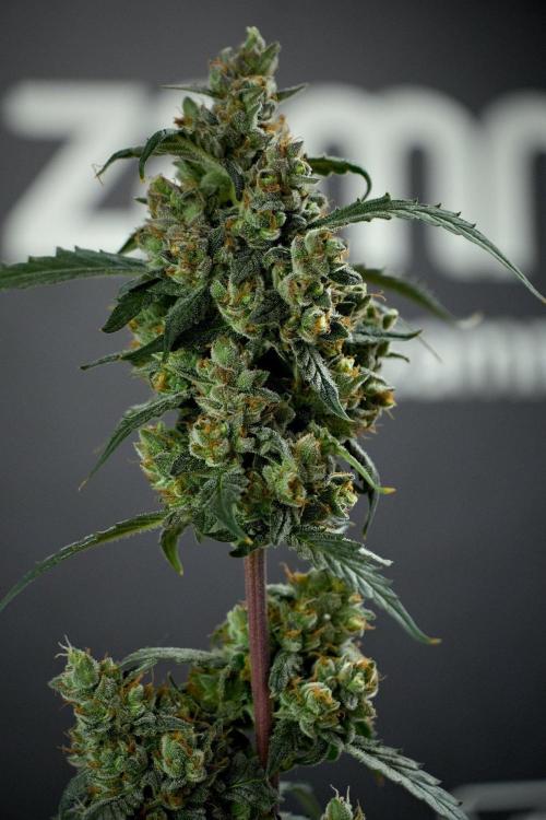Pheno B Purple CousKush Auto By Zamnesia. Week 13 - Pheno B Purple CousKush Auto 