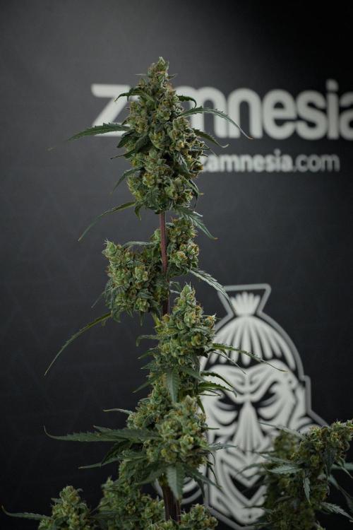 Pheno B Purple CousKush Auto By Zamnesia. Week 13 - Pheno B Purple CousKush Auto 
