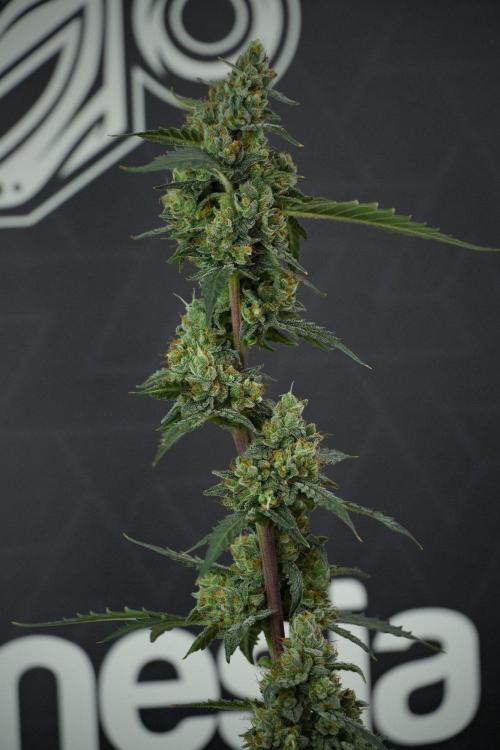 Pheno B Purple CousKush Auto By Zamnesia. Week 13 - Pheno B Purple CousKush Auto 