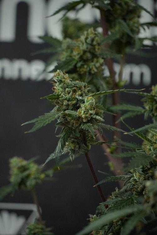 Pheno B Purple CousKush Auto By Zamnesia. Week 13 - Pheno B Purple CousKush Auto 