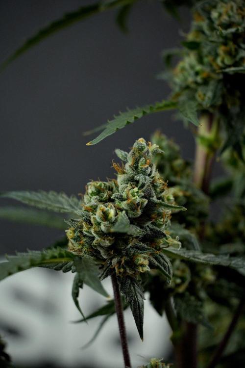Pheno B Purple CousKush Auto By Zamnesia. Week 13 - Pheno B Purple CousKush Auto 