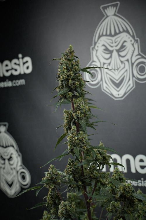 Pheno B Purple CousKush Auto By Zamnesia. Week 13 - Pheno B Purple CousKush Auto 