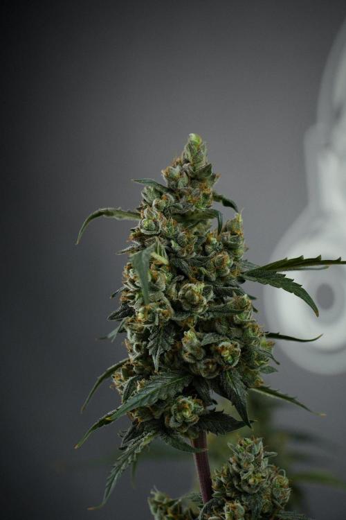 Pheno B Purple CousKush Auto By Zamnesia. Week 13 - Pheno B Purple CousKush Auto 