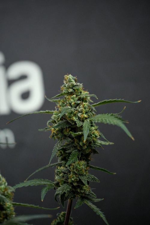 Pheno B Purple CousKush Auto By Zamnesia. Week 13 - Pheno B Purple CousKush Auto 