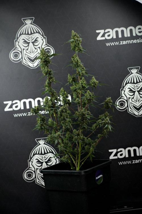 Pheno B Purple CousKush Auto By Zamnesia. Week 13 - Pheno B Purple CousKush Auto 
