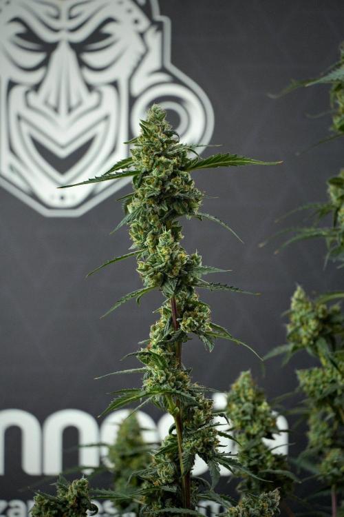 Pheno B Purple CousKush Auto By Zamnesia. Week 13 - Pheno B Purple CousKush Auto 