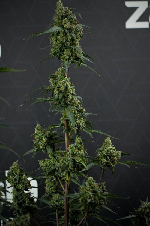 Pheno B Purple CousKush Auto By Zamnesia. Week 13 - Pheno B Purple CousKush Auto 