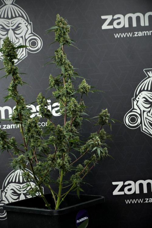 Pheno B Purple CousKush Auto By Zamnesia. Week 13 - Pheno B Purple CousKush Auto 