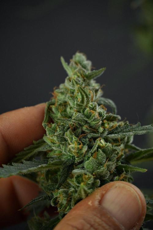 Pheno B Purple CousKush Auto By Zamnesia. Week 13 - Pheno B Purple CousKush Auto 