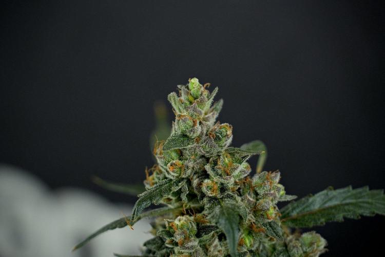 Pheno B Purple CousKush Auto By Zamnesia. Week 13 - Pheno B Purple CousKush Auto 