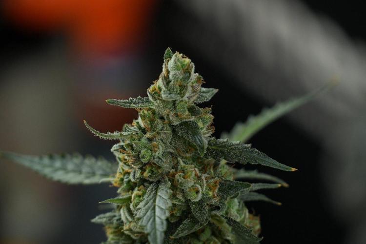 Pheno B Purple CousKush Auto By Zamnesia. Week 13 - Pheno B Purple CousKush Auto 