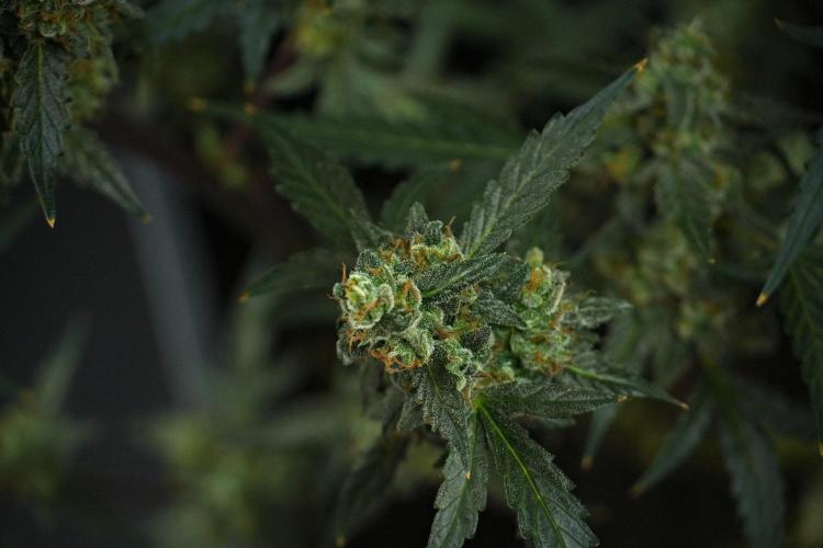 Pheno B Purple CousKush Auto By Zamnesia. Week 13 - Pheno B Purple CousKush Auto 