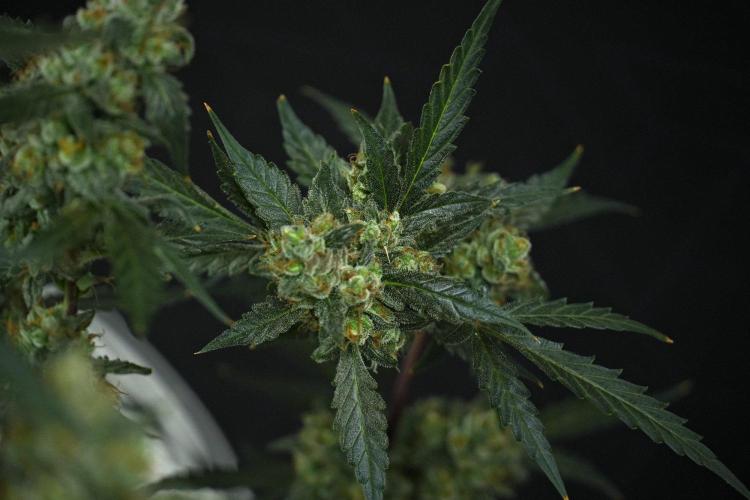 Pheno B Purple CousKush Auto By Zamnesia. Week 13 - Pheno B Purple CousKush Auto 