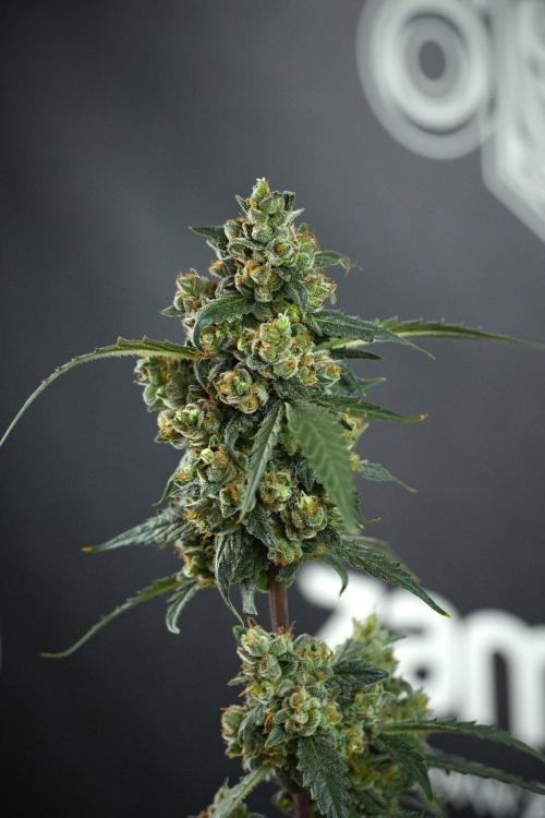 Pheno B Purple CousKush Auto By Zamnesia. Week 13 - Pheno B Purple CousKush Auto 