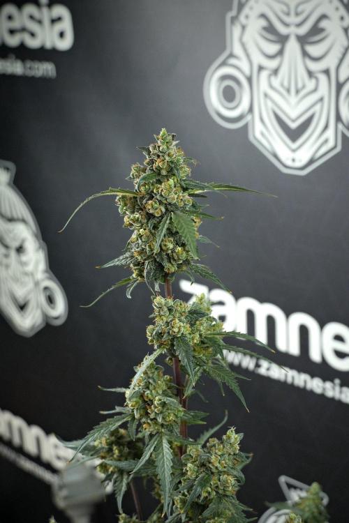 Pheno B Purple CousKush Auto By Zamnesia. Week 13 - Pheno B Purple CousKush Auto 