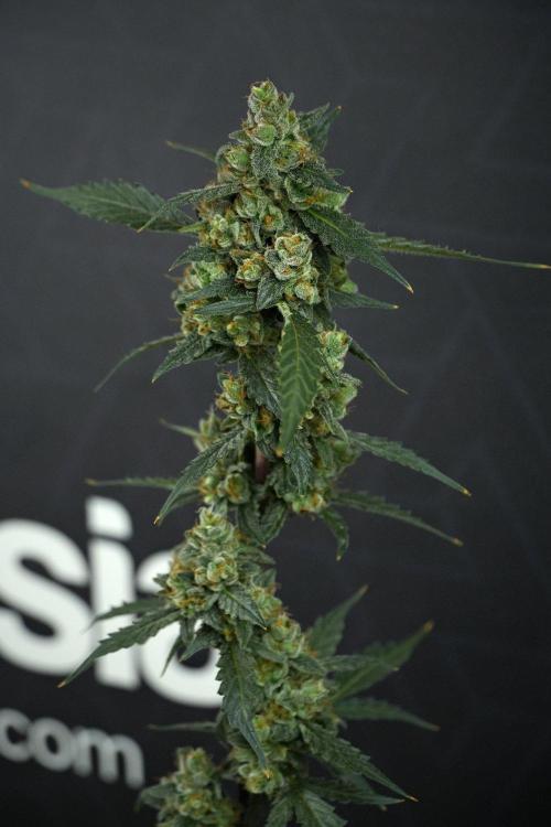 Pheno B Purple CousKush Auto By Zamnesia. Week 13 - Pheno B Purple CousKush Auto 