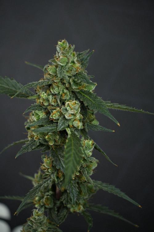 Pheno B Purple CousKush Auto By Zamnesia. Week 13 - Pheno B Purple CousKush Auto 