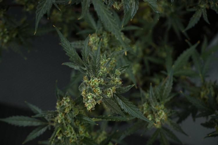 Pheno B Purple CousKush Auto By Zamnesia. Week 13 - Pheno B Purple CousKush Auto 