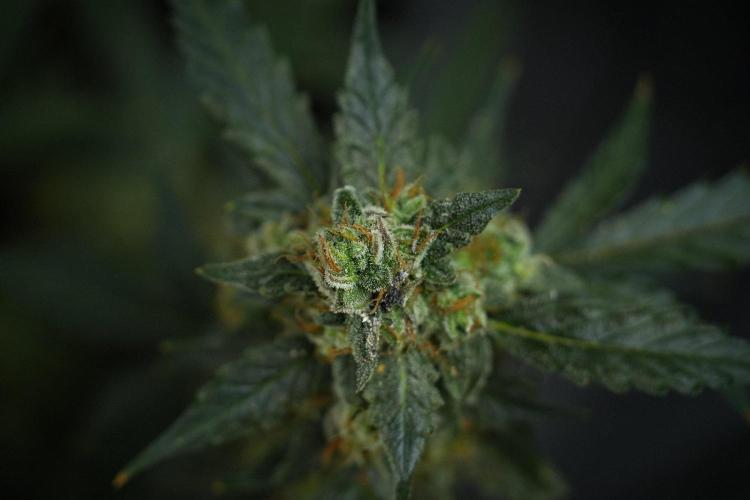 Pheno B Purple CousKush Auto By Zamnesia. Week 13 - Pheno B Purple CousKush Auto 