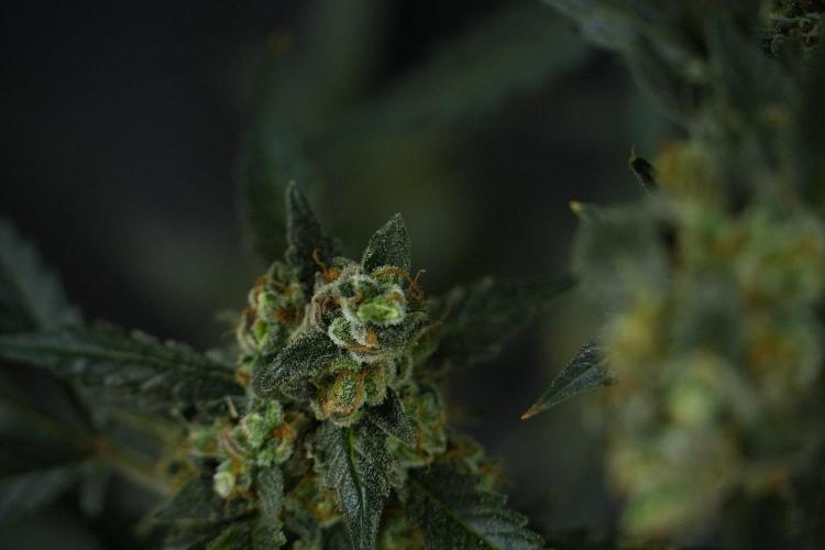 Pheno B Purple CousKush Auto By Zamnesia. Week 13 - Pheno B Purple CousKush Auto 