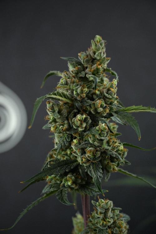 Pheno B Purple CousKush Auto By Zamnesia. Week 13 - Pheno B Purple CousKush Auto 