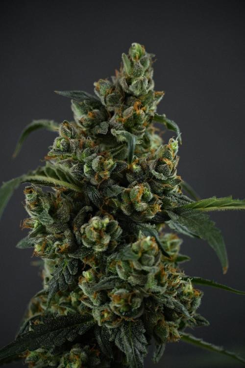 Pheno B Purple CousKush Auto By Zamnesia. Week 13 - Pheno B Purple CousKush Auto 