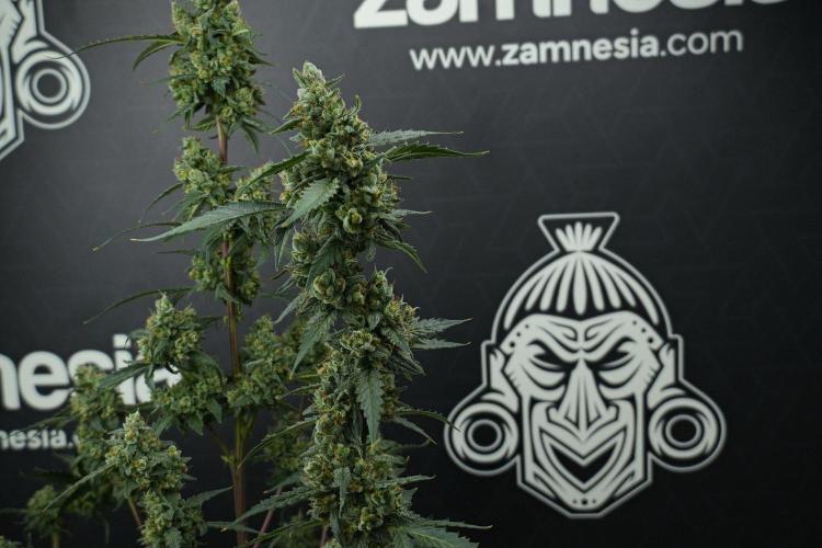 Pheno B Purple CousKush Auto By Zamnesia. Week 13 - 28 merged stack 