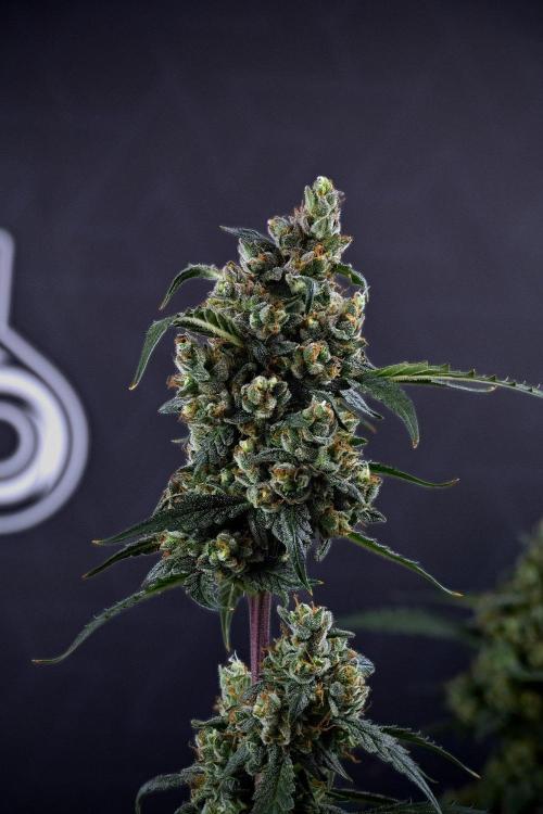 Pheno B Purple CousKush Auto By Zamnesia. Week 13 - 51 merged stack 
