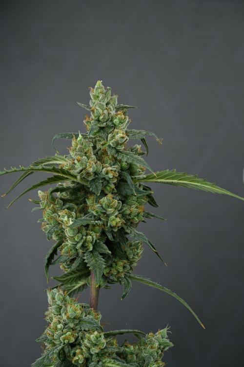 Pheno B Purple CousKush Auto By Zamnesia. Week 13 - 52 merged stack