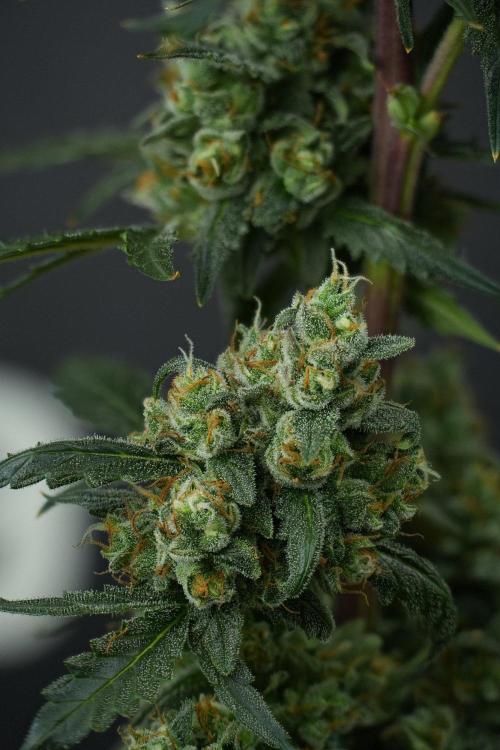 Pheno B Purple CousKush Auto By Zamnesia. Week 13 - 64 merged stack 