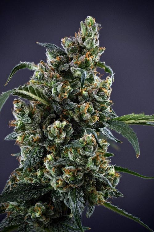 Pheno B Purple CousKush Auto By Zamnesia. Week 13 - 87 merged stack 