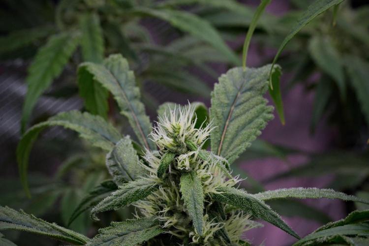 Pheno B Blue Waffle  F1 Zamnesia. Week 12 - Blue Waffle F1 B 