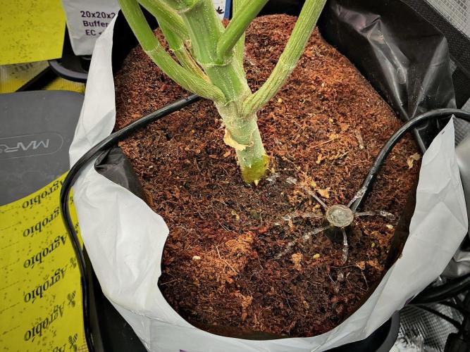 Pickle Lemon Haze F1 Zamnesia Pheno A. Week 12 - room and vibes 