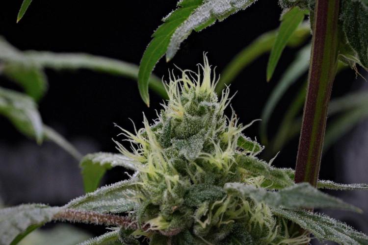 Pheno B Pickle Lemon Haze F1 Zamnesia. Week 12 - Pickle Lemon Haze B