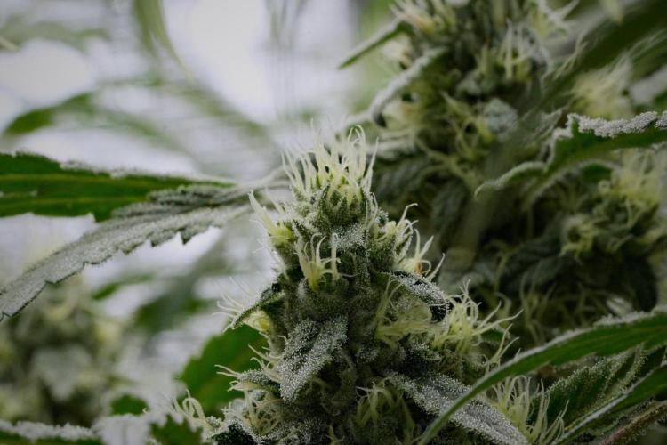 Pheno B Pickle Lemon Haze F1 Zamnesia. Week 12 - Pickle Lemon Haze B