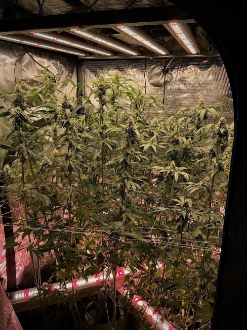 Pheno B Pickle Lemon Haze F1 Zamnesia. Week 12 - room and vibes 