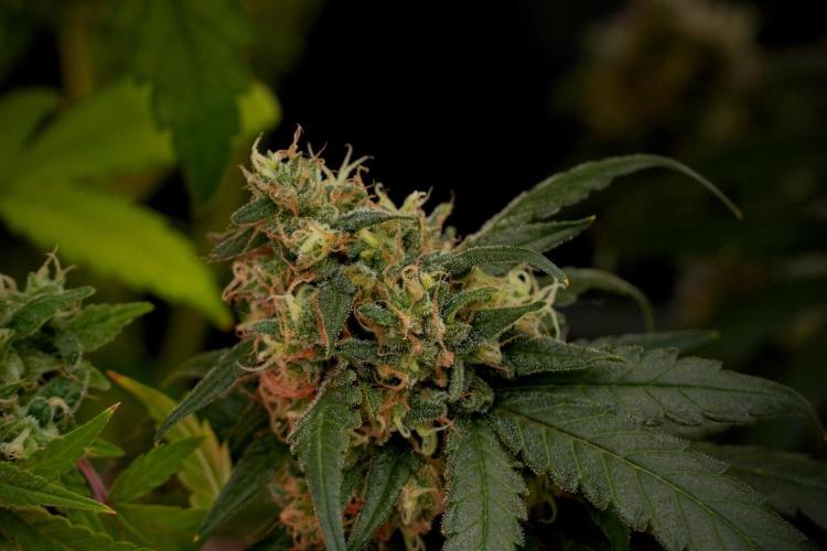 Pheno B Blueberry  Muffin by Zamnesia. Week 14 - Pheno B Blueberry Muffin