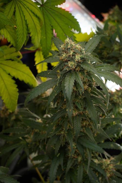 Pheno B Blueberry  Muffin by Zamnesia. Week 14 - Pheno B Blueberry Muffin