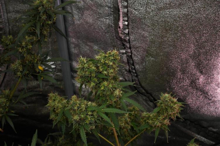 Cash Express By Zamnesia Pheno A. Week 14 - Cash Express Pheno A