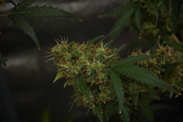 Cash Express By Zamnesia Pheno A. Week 14 - Cash Express Pheno A