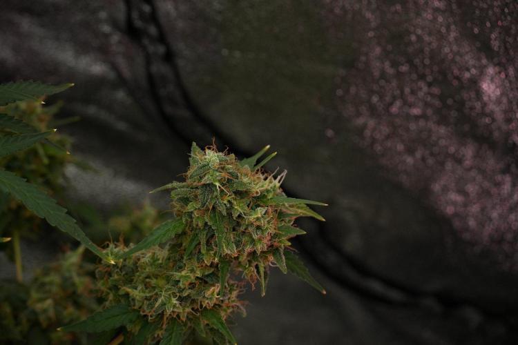 Cash Express By Zamnesia Pheno A. Week 14 - Cash Express Pheno A