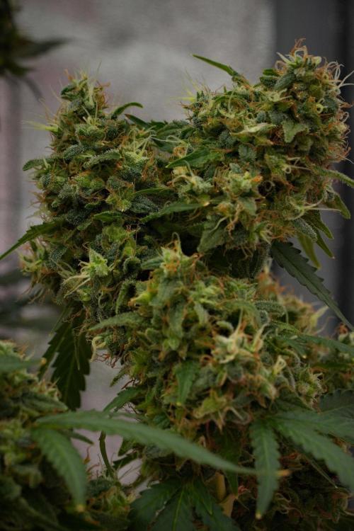 Cash Express By Zamnesia Pheno A. Week 14 - Cash Express Pheno A