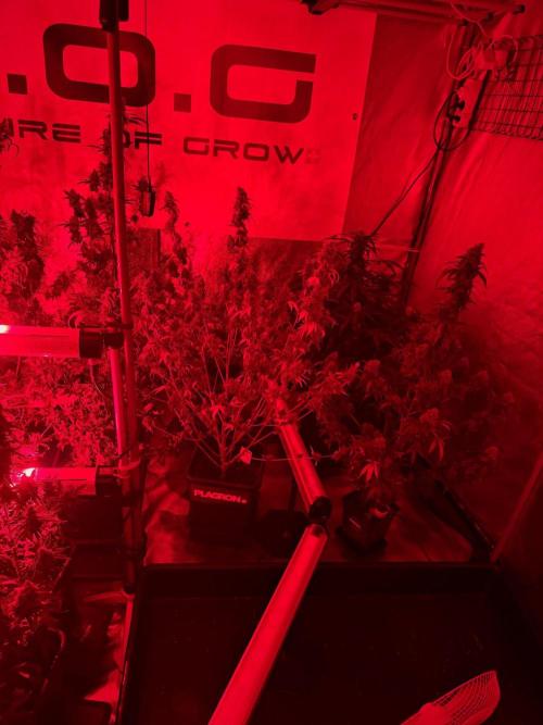 Cash Express By Zamnesia Pheno A. Week 14 - reds