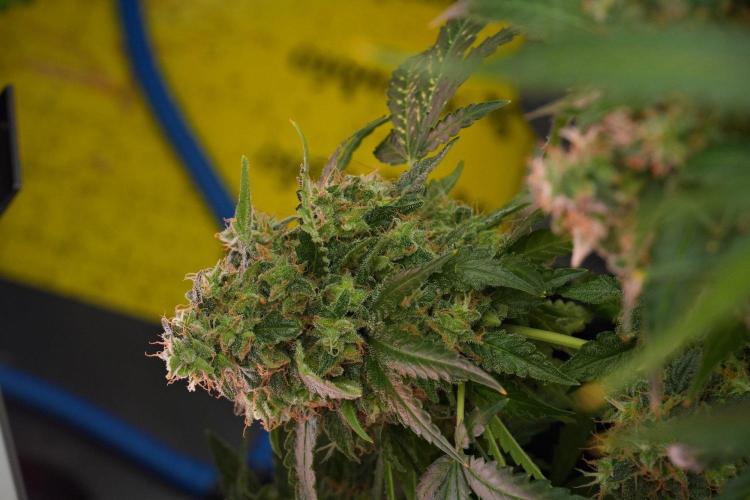 Pheno B Cash Express By Zamnesia. Week 14 - Pheno B Cash Express