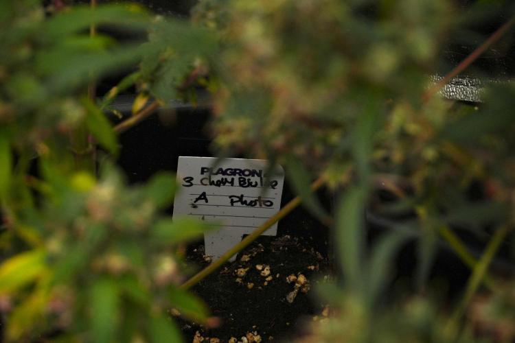 Chem Brulee By Zamnesia Pheno A. Week 14 - Chem Brulee  Pheno A